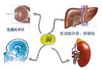 人体草莓视频APP下载色版数据能够准检测出但身体中微量元素铜超标会引起疾病发生